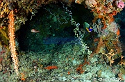 Stereonephthya imbricans Nephtheide guirlande Pomacanthus xanthome-Wakatobi Sawa Cornucopia-30m-20180528-Denis-ADER-DSC_1445_tn